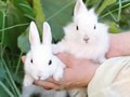 Бізнес на розведенні кроликів